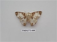 藏品(尺蛾344)的圖片